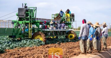 farm workers harvest