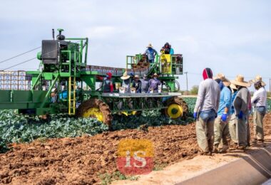 farm workers harvest
