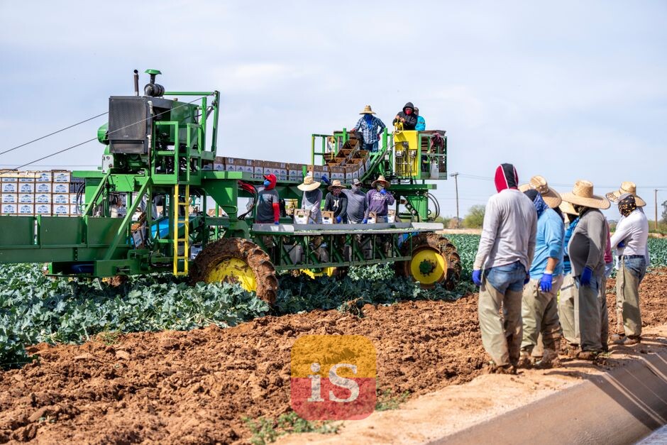 farm workers harvest