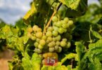 vineyard grapes spain