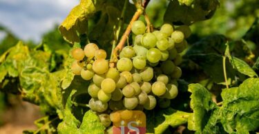 vineyard grapes spain