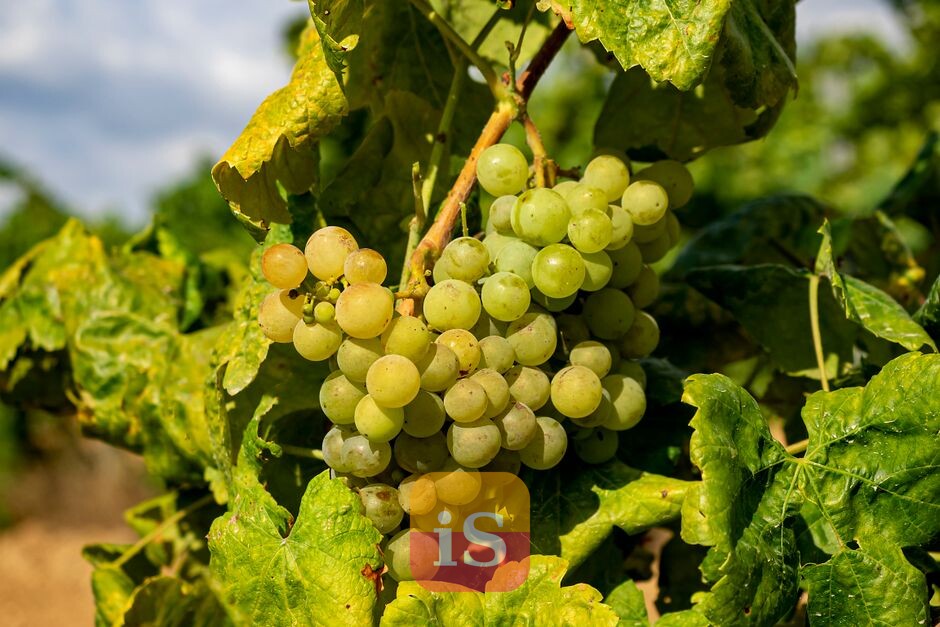 vineyard grapes spain