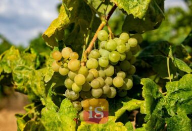 vineyard grapes spain