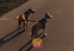 dog leash park