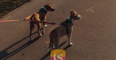 dog leash park