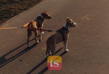 dog leash park