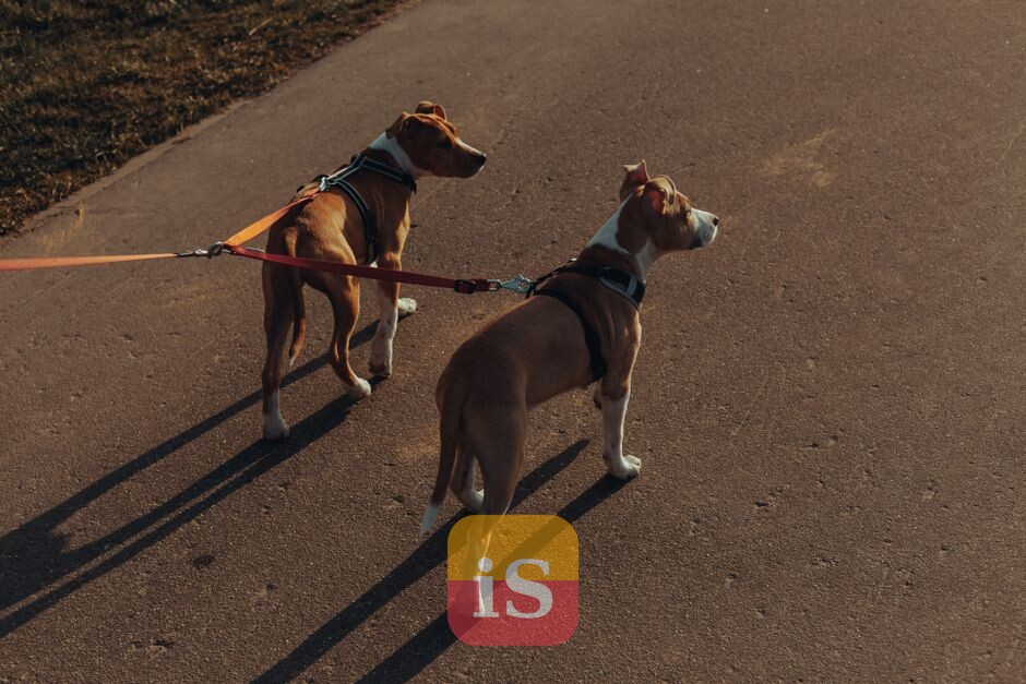 dog leash park
